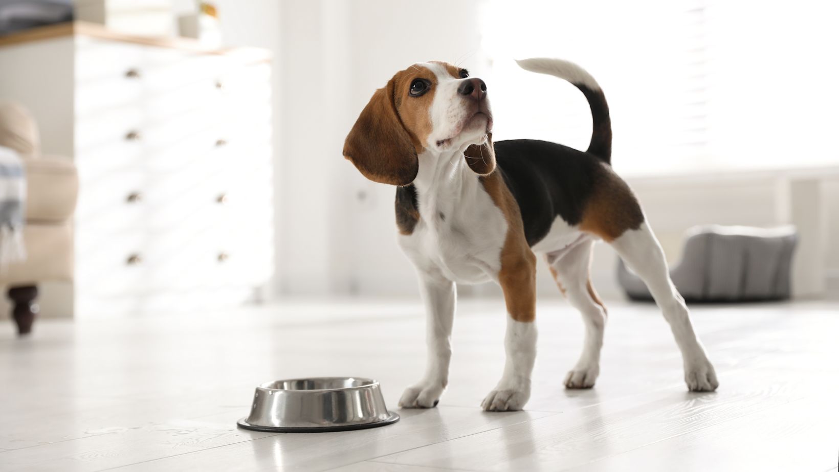 advies hond allergieën