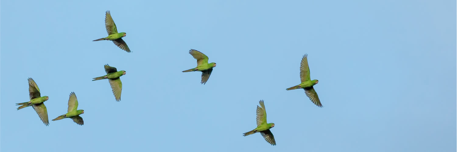 fotobanner - vogel algemeen