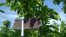 Spuitwijzer Fruitteelt, 3 juni 2021