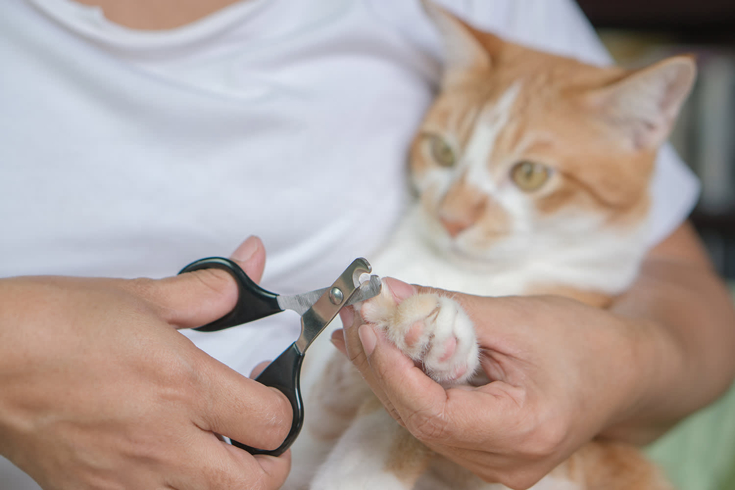 Nagels van de kat knippen - Aveve