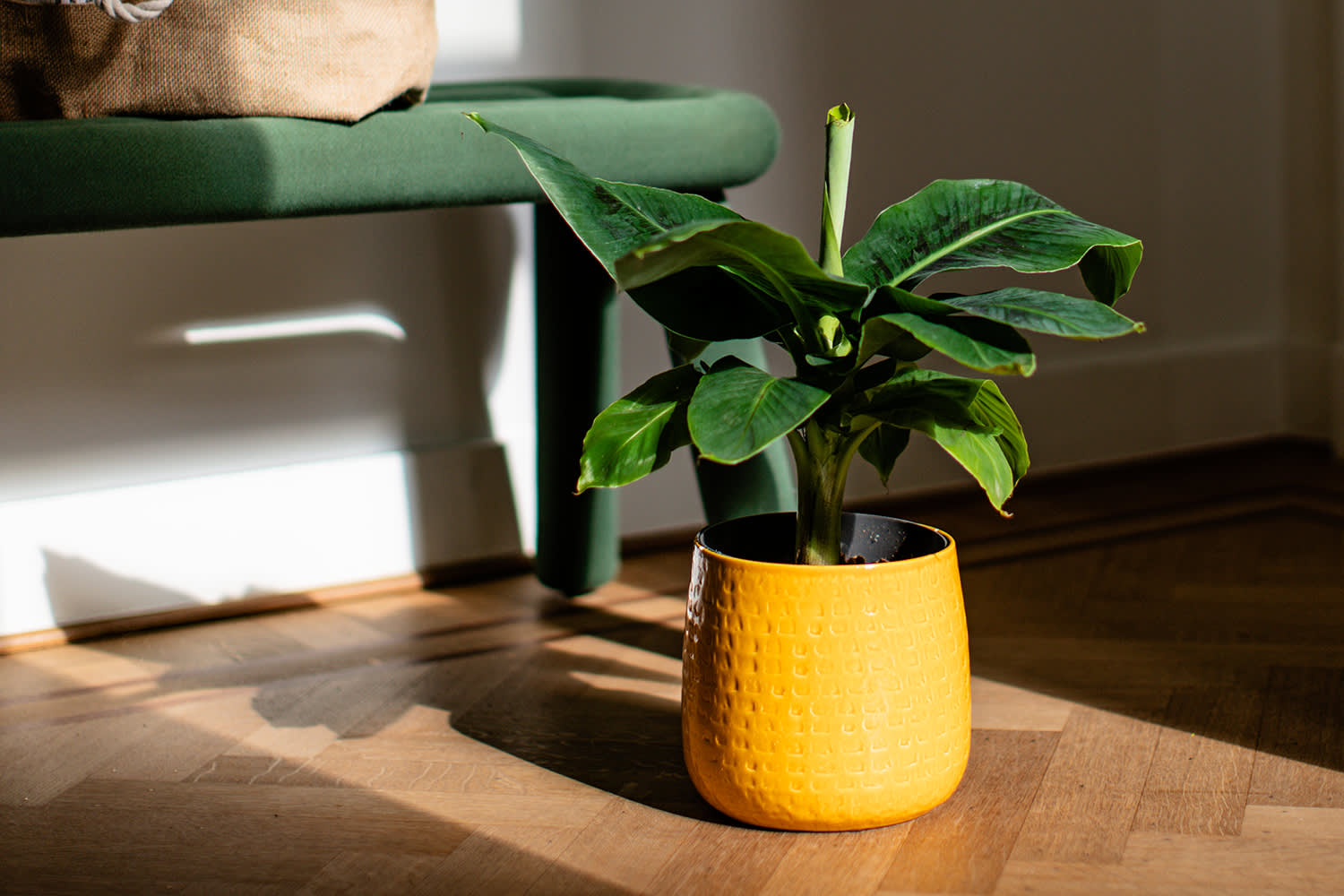 Bananenplant in interieur – Aveve