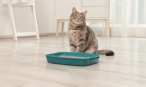 Kitten op de kattenbak - Aveve