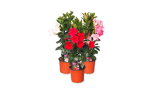  Hoe hortensia’s planten en verzorgen?