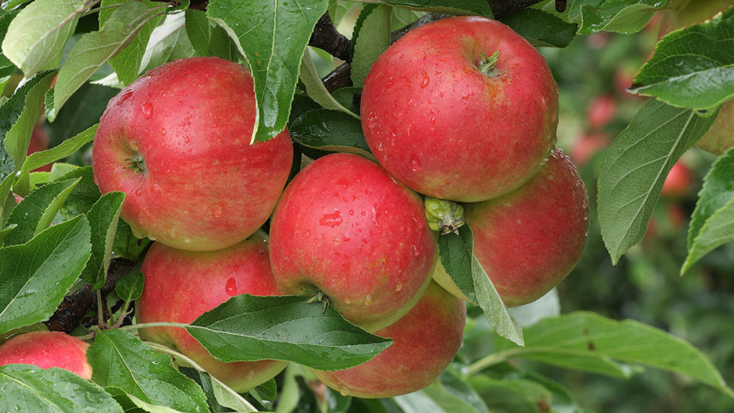 Fruitteelt