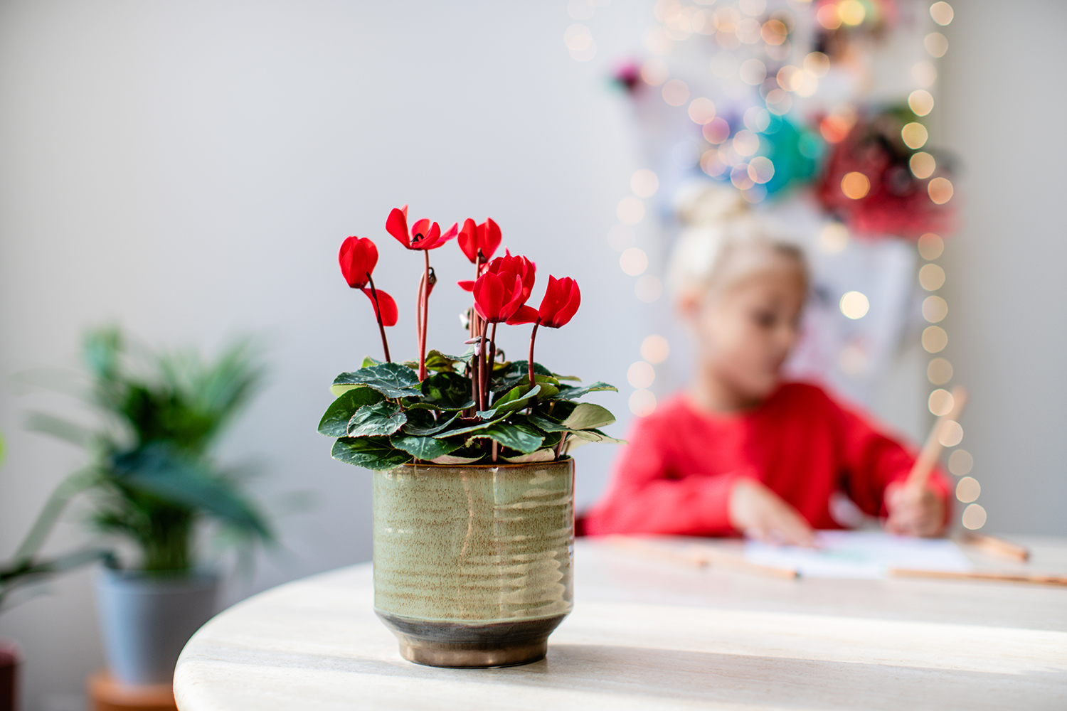Afbeelding van een Cyclamen met vele rode bloemen - Aveve