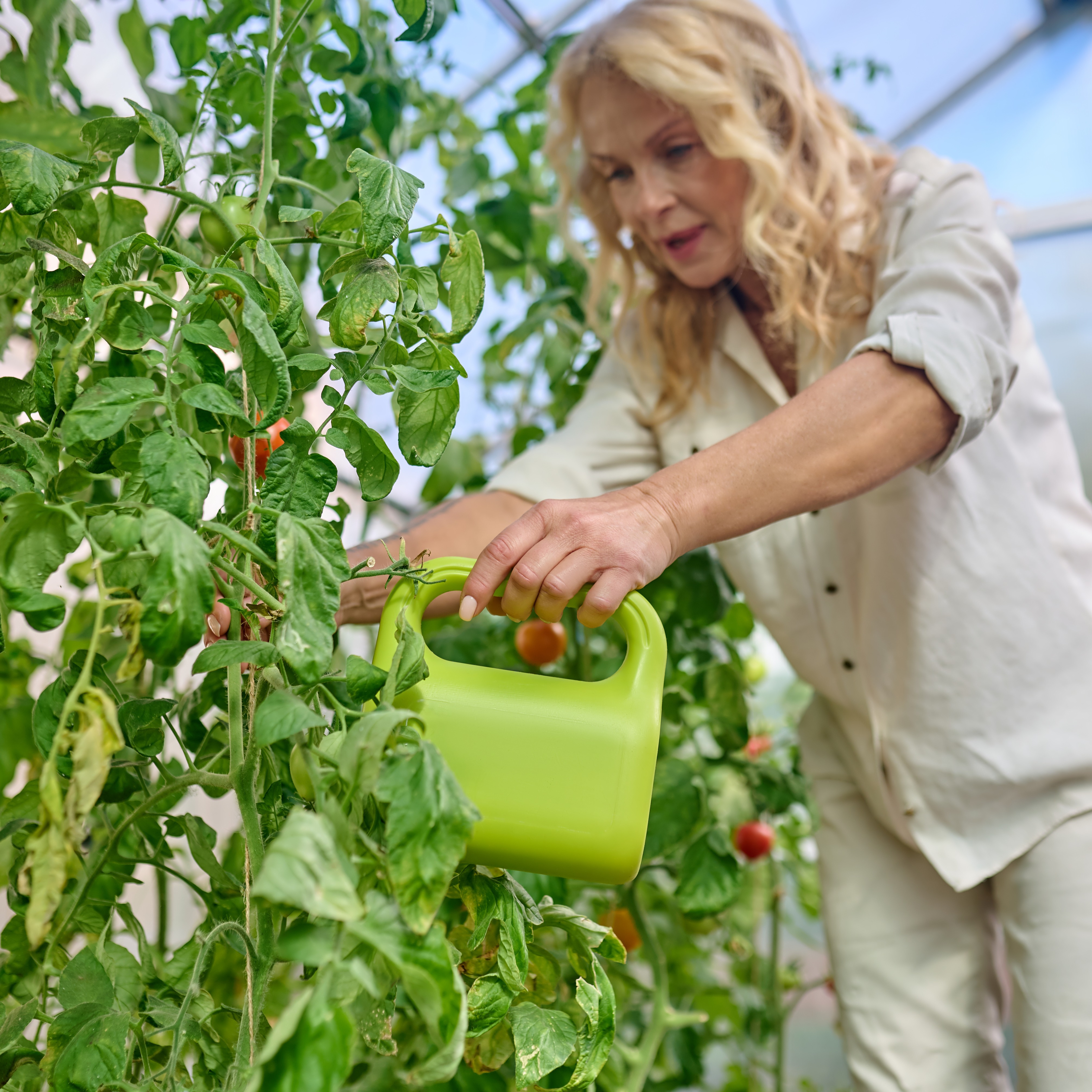 Afbeelding van een vrouw die met een gieter tomatenplanten water geeft - Aveve