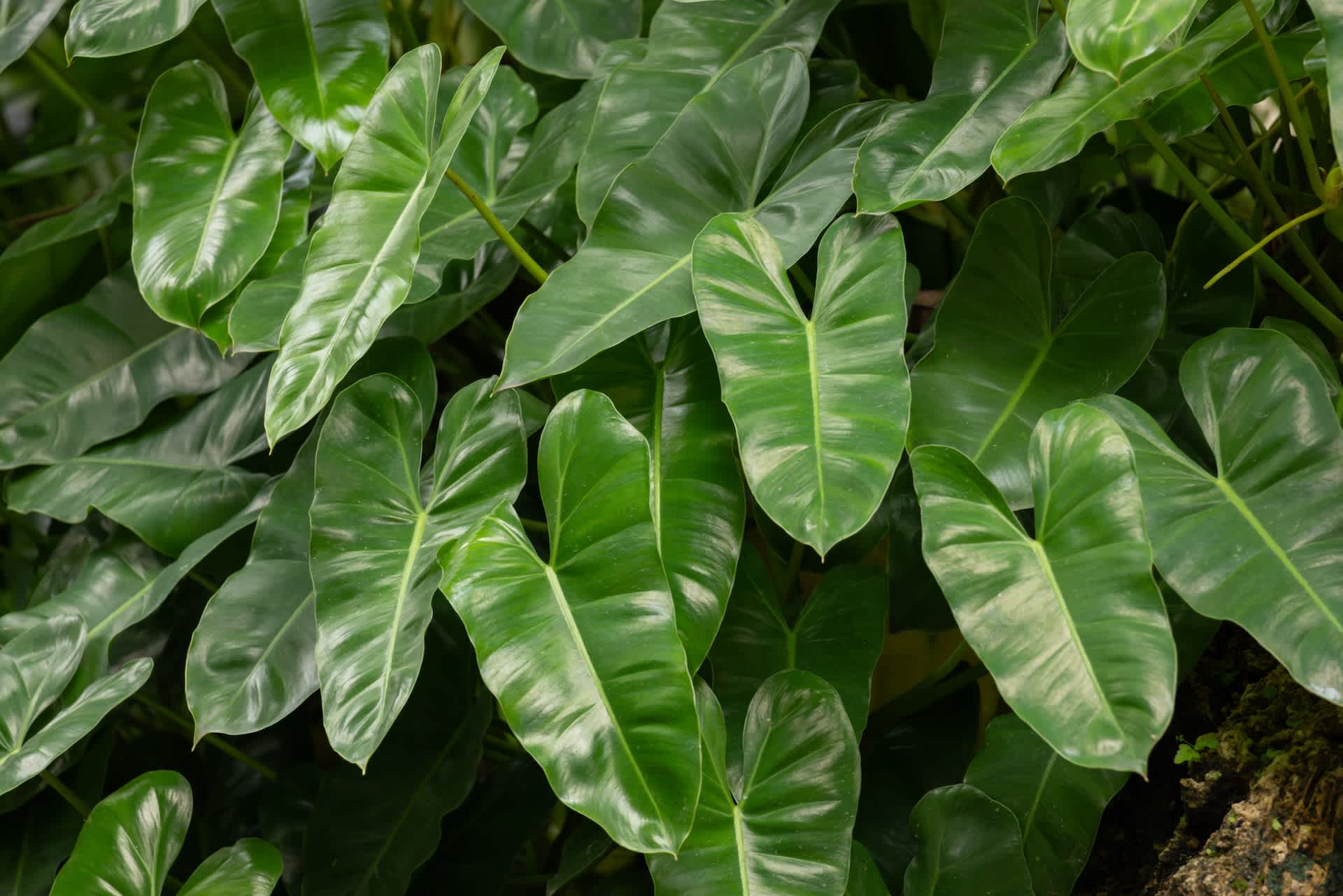 hero image: Alocasia