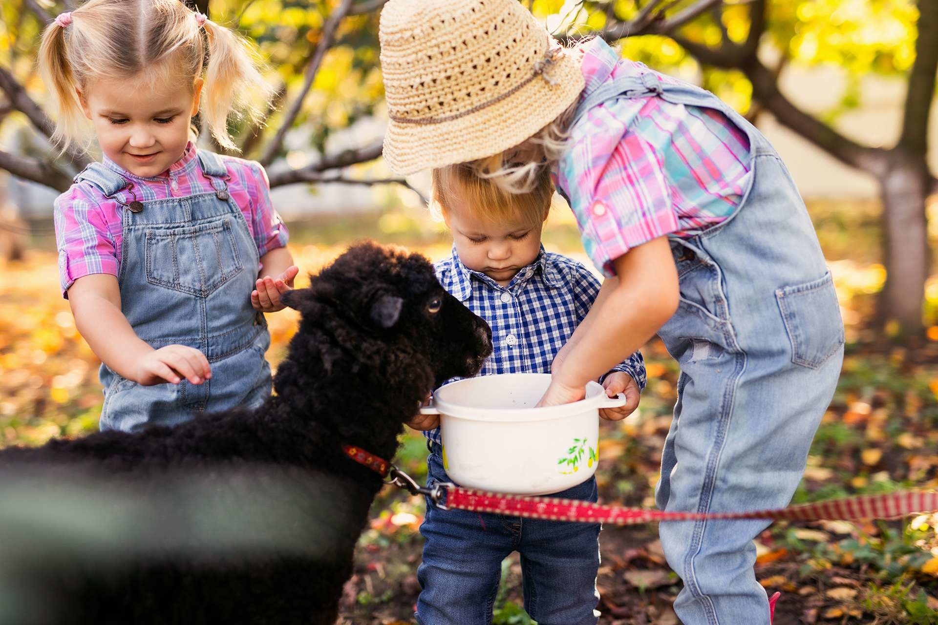 Alles voor schapen aveve verzorging
