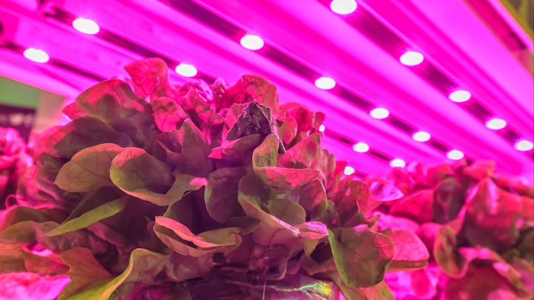 Greenhouse lighting