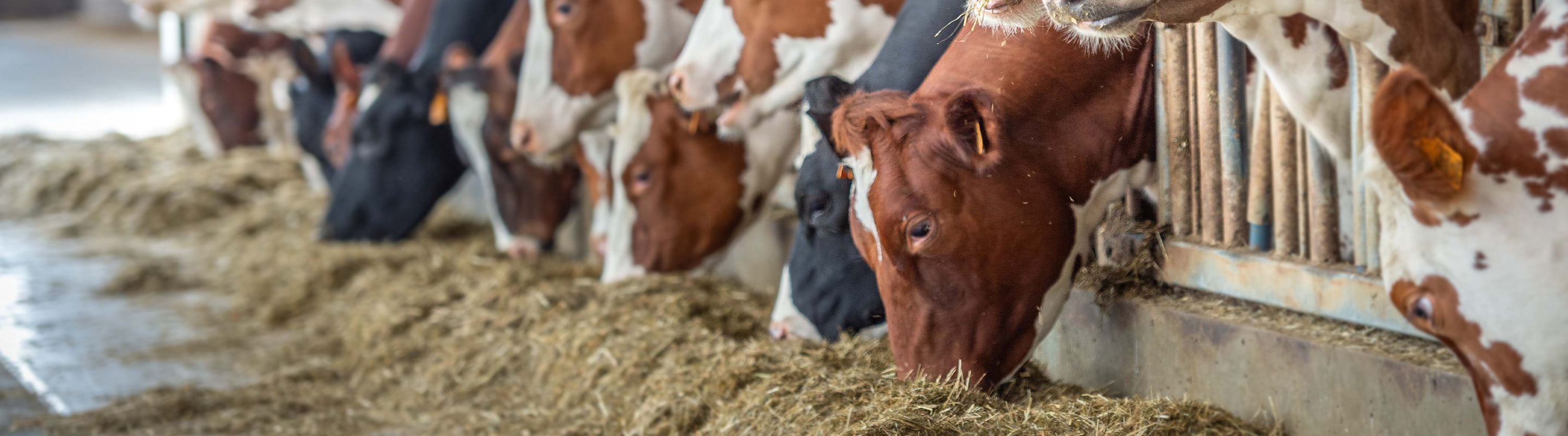 les vaches mangent dans l'étable