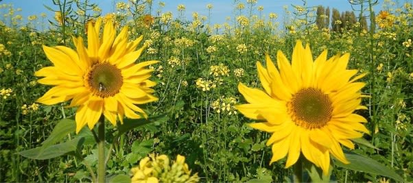 Hero image faunamengsel