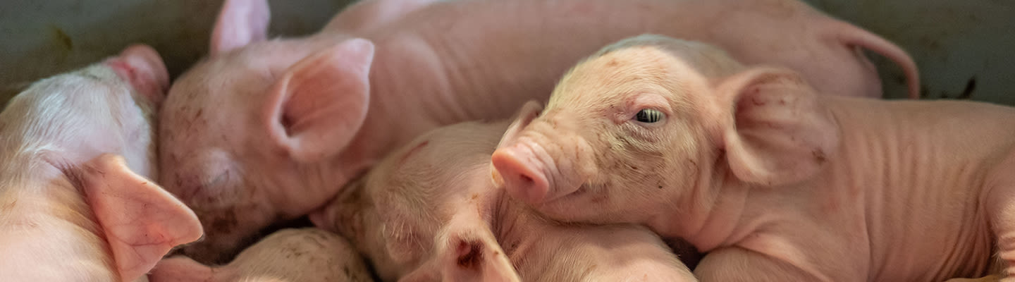 Ferkel liegen zusammen