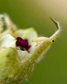 Spuitwijzer Fruitteelt, 17 april 2021