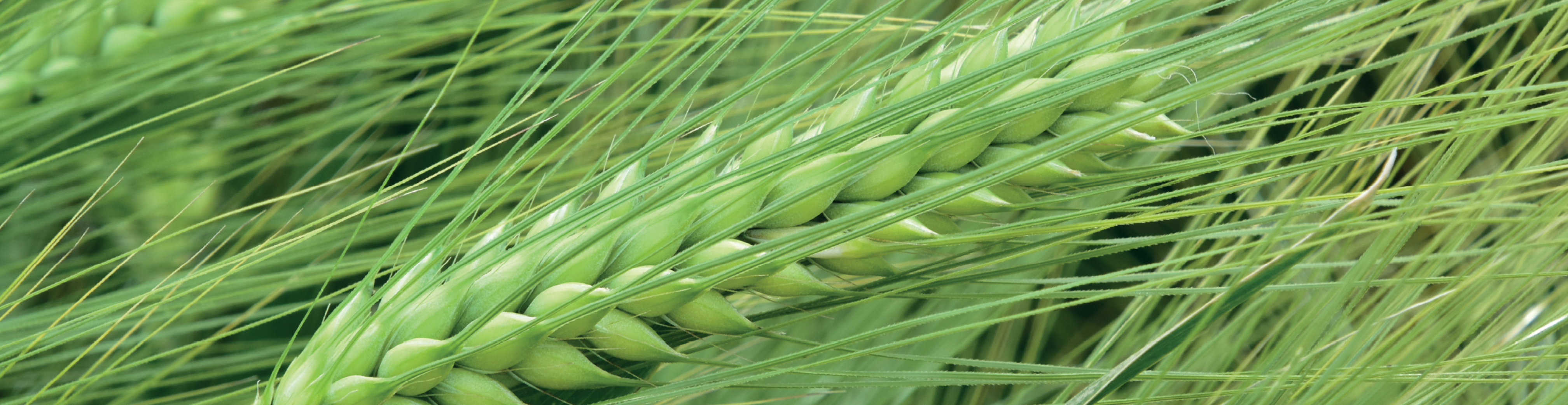 Aveve Agrarisch gerst hybride rassen