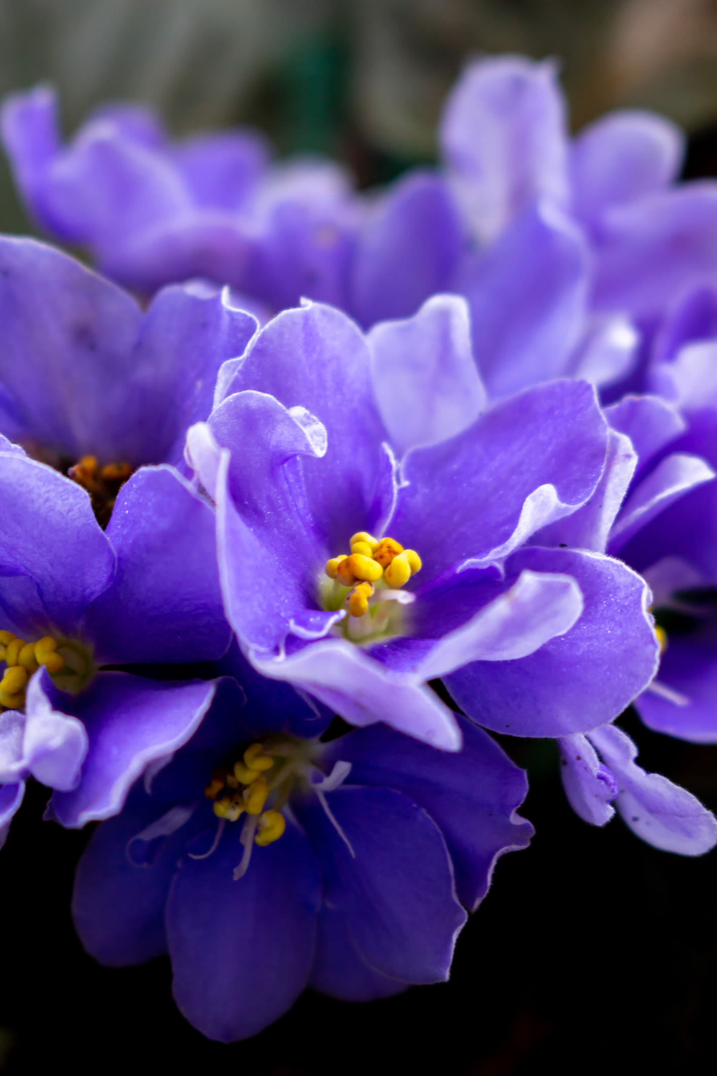 Image: viooltjes horizontaal