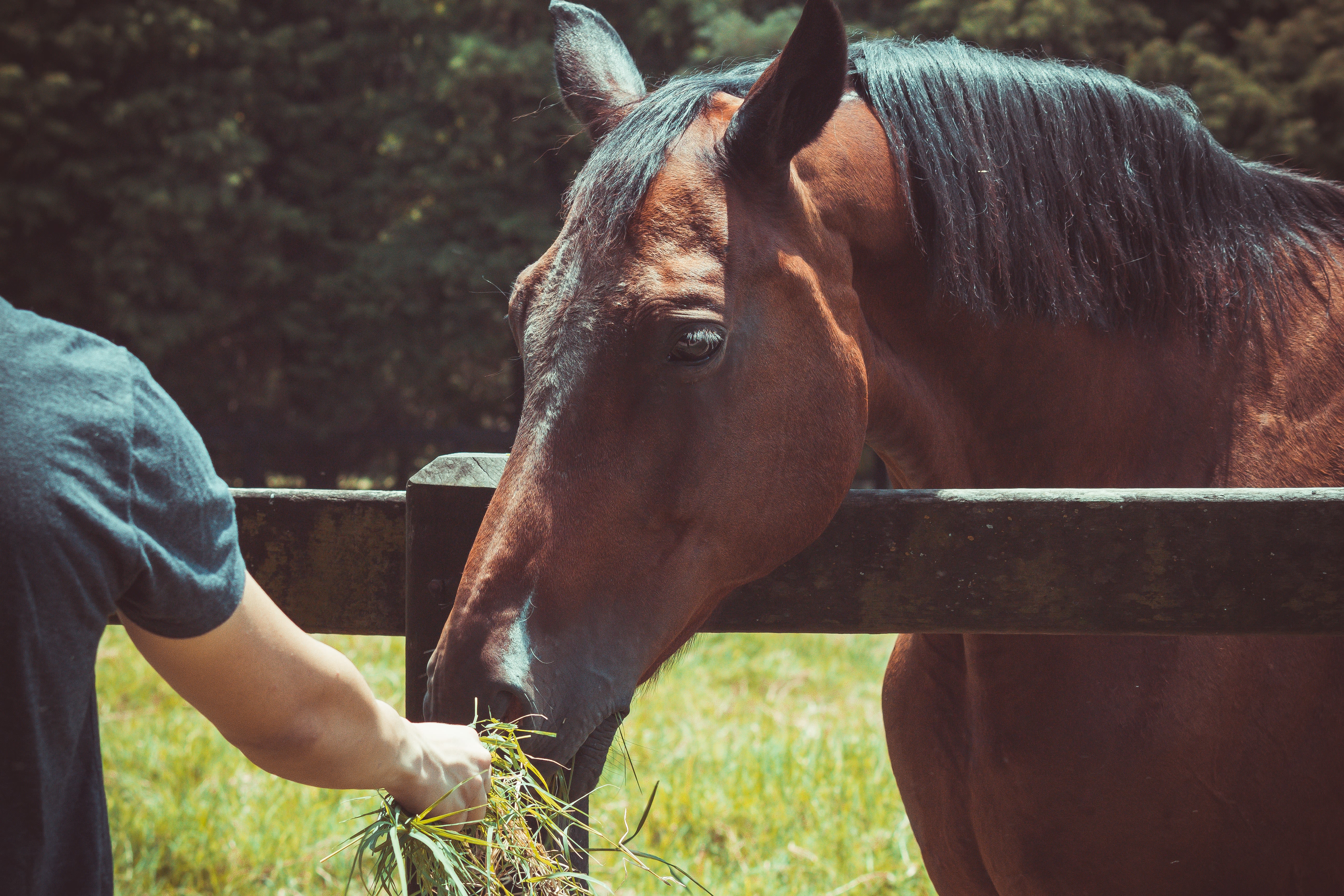 Alles voor paarden aveve snacks