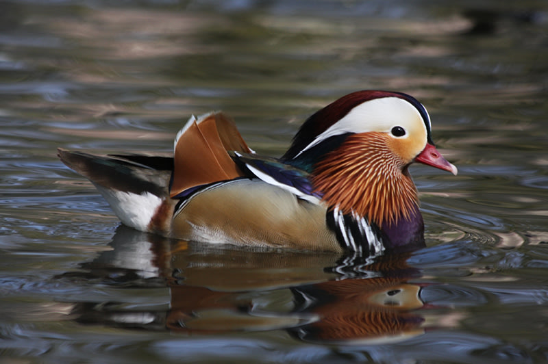 Watervogel