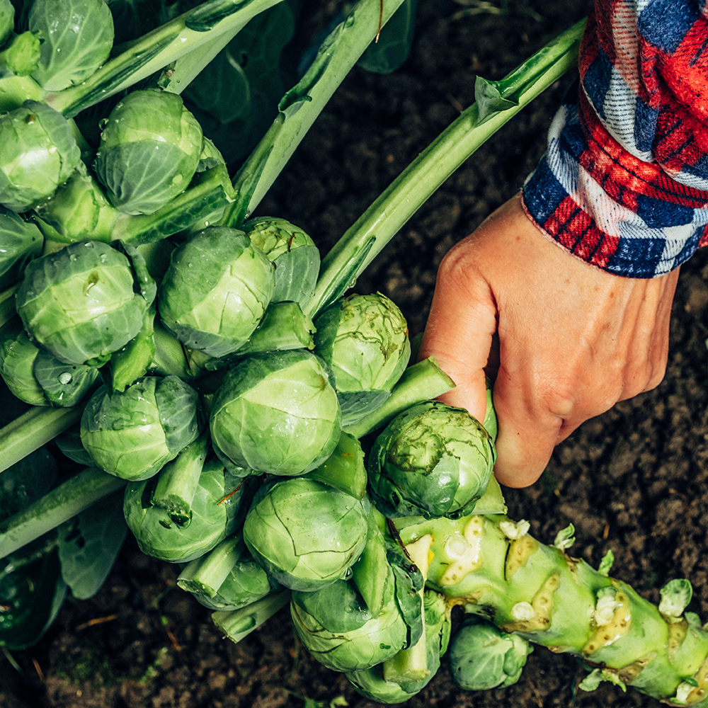 Quels germes de légumes choisir et comment les cultiver ? - Aveve