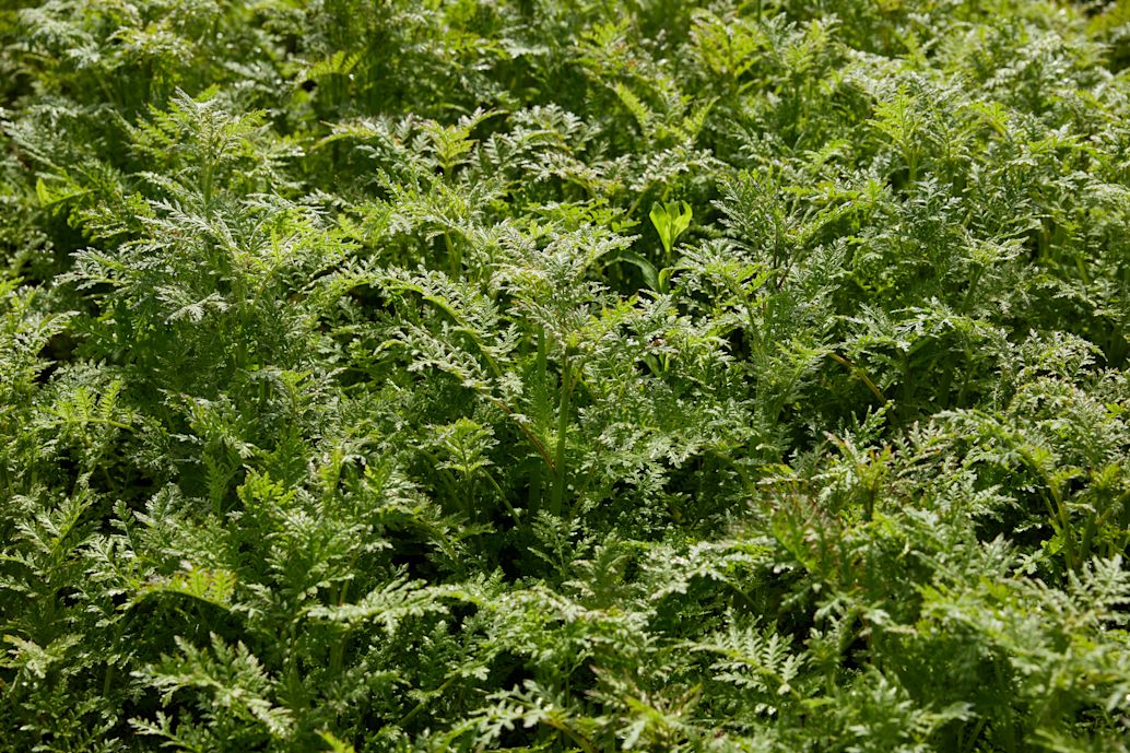 17.08.2026_Nieuwsbrief_AH_Groenbemesterkeuze Hero
