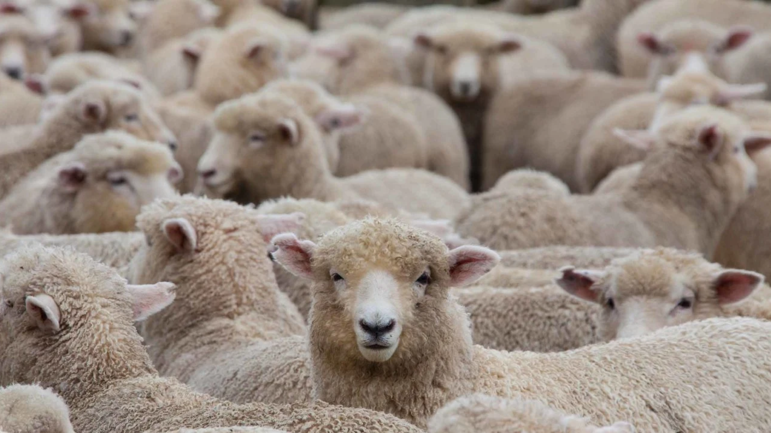 Schapen banner 2 1280x720px