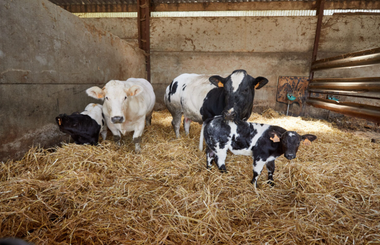 21.02.2025_An_Nieuwsbrief_Focus op transitie bij zoogkoeien