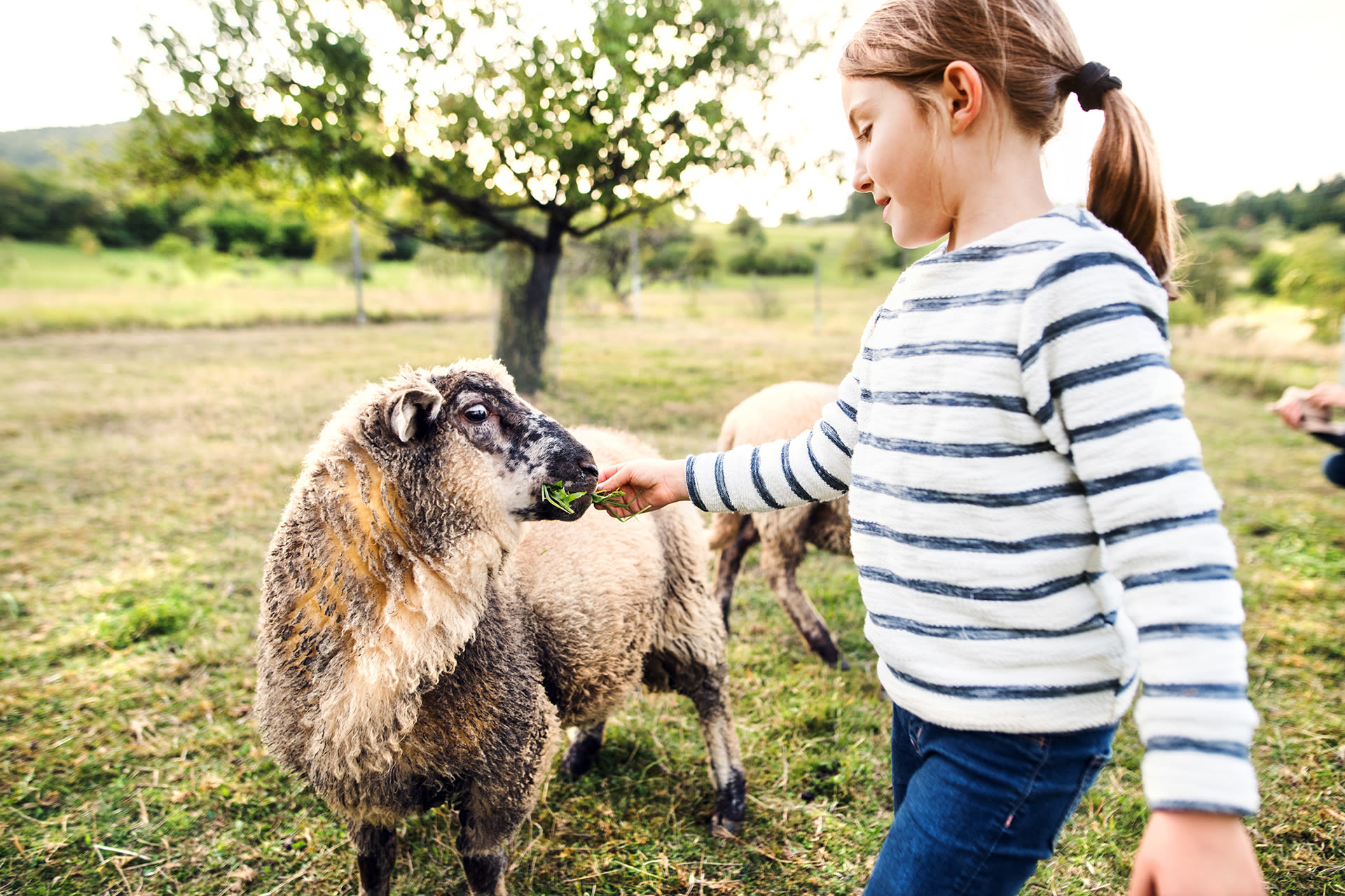 Alles voor schapen aveve snacks