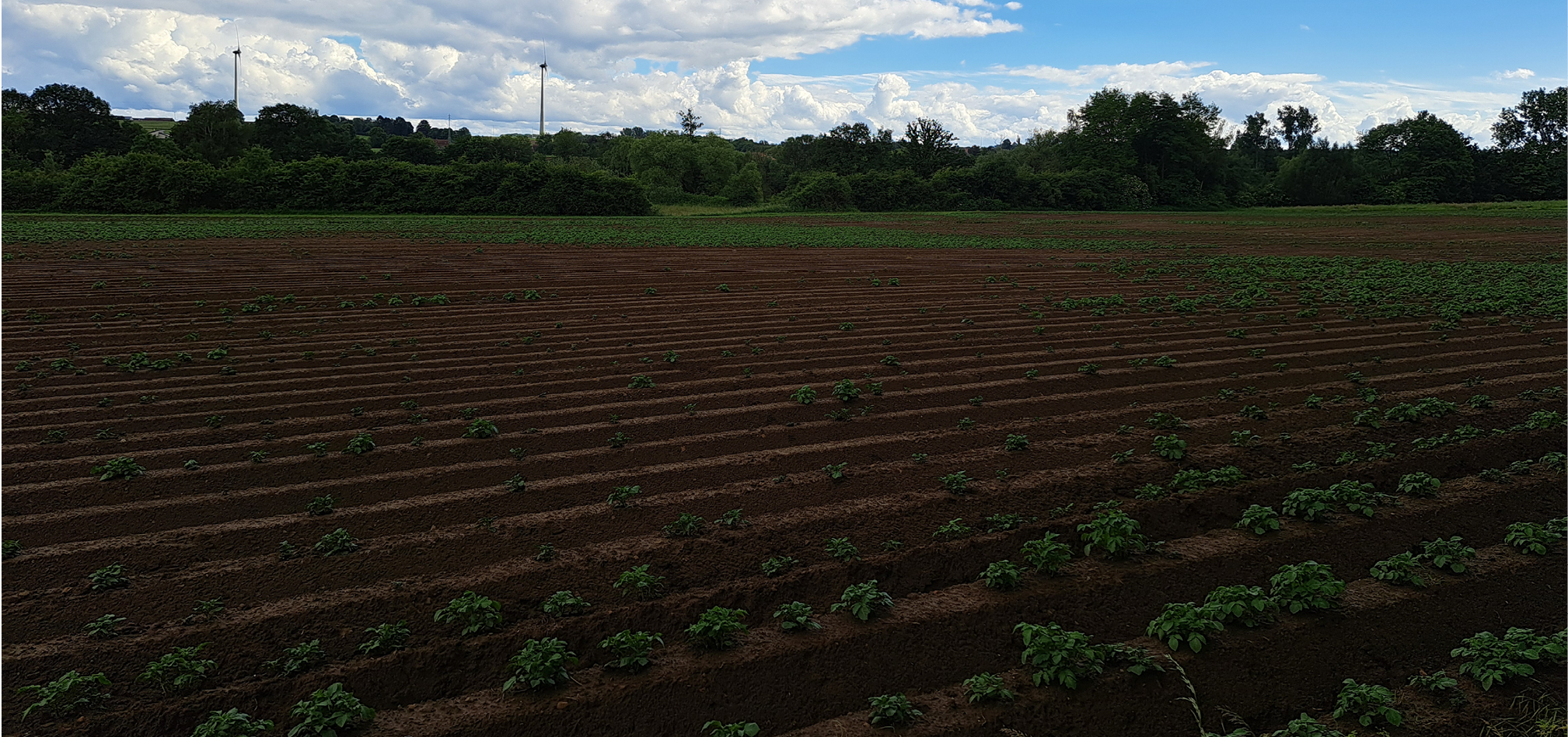 MH toepassen en coloradokever bestrijden in aardappelen 1
