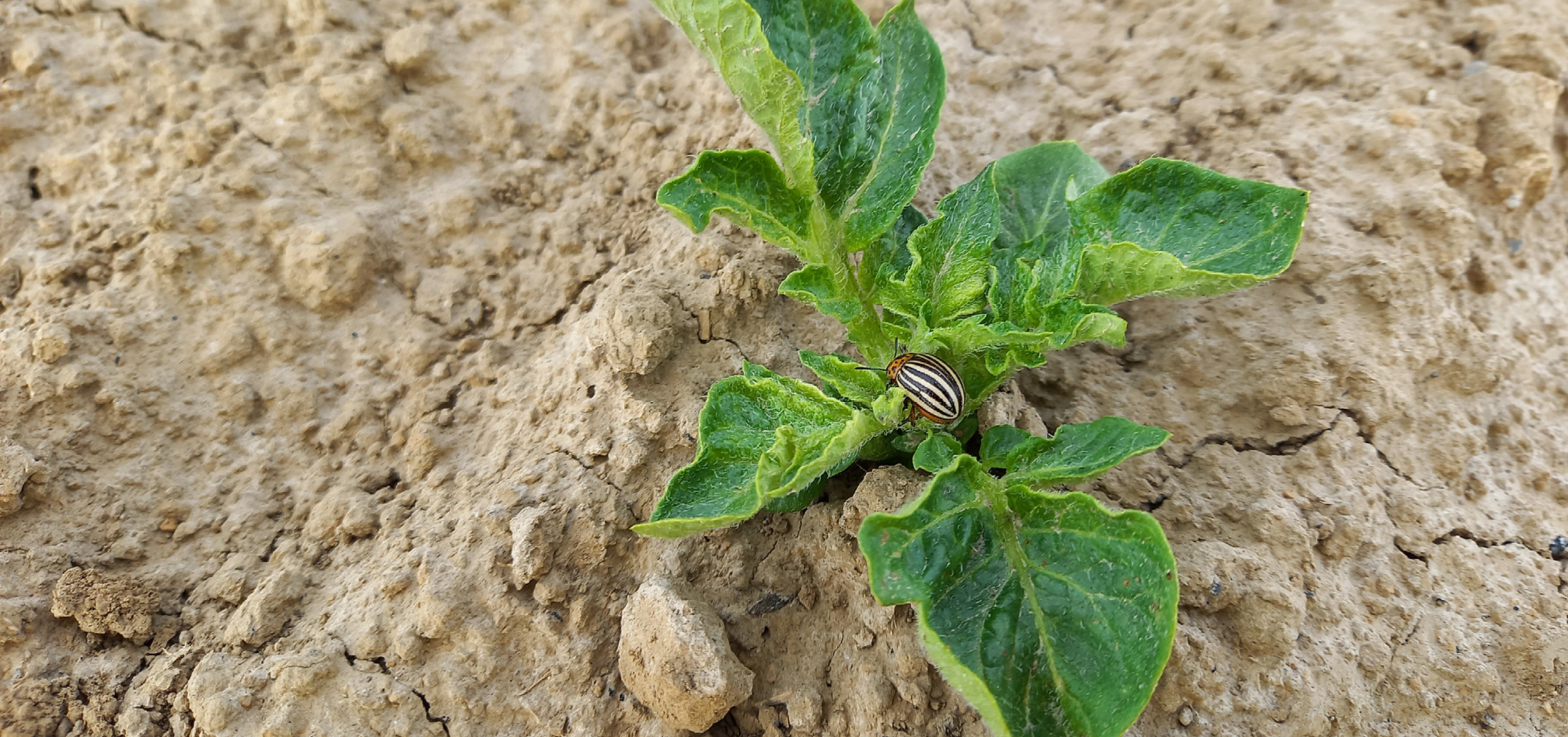 MH toepassen en coloradokever bestrijden in aardappelen 7