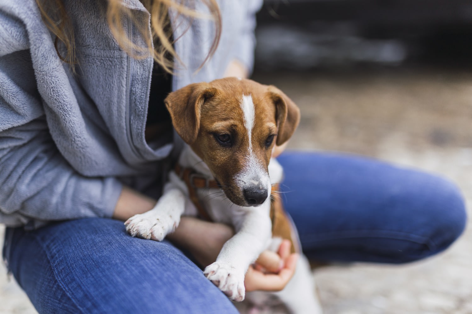 hond met persoon - dog