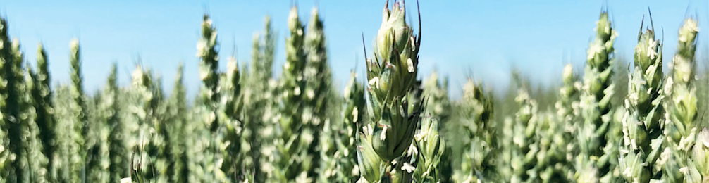 Klassiek graanras graanzaad tarwezaad