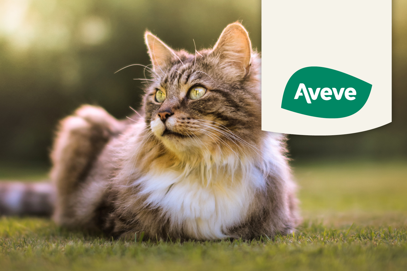Aveve voeding voor katten