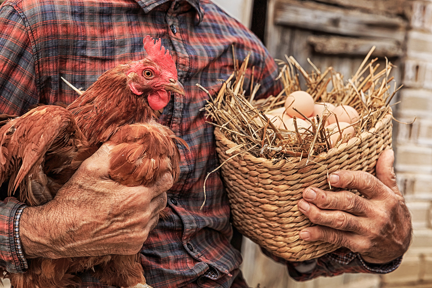 Œufs bons pour la santé : œufs dans un panier - Aveve