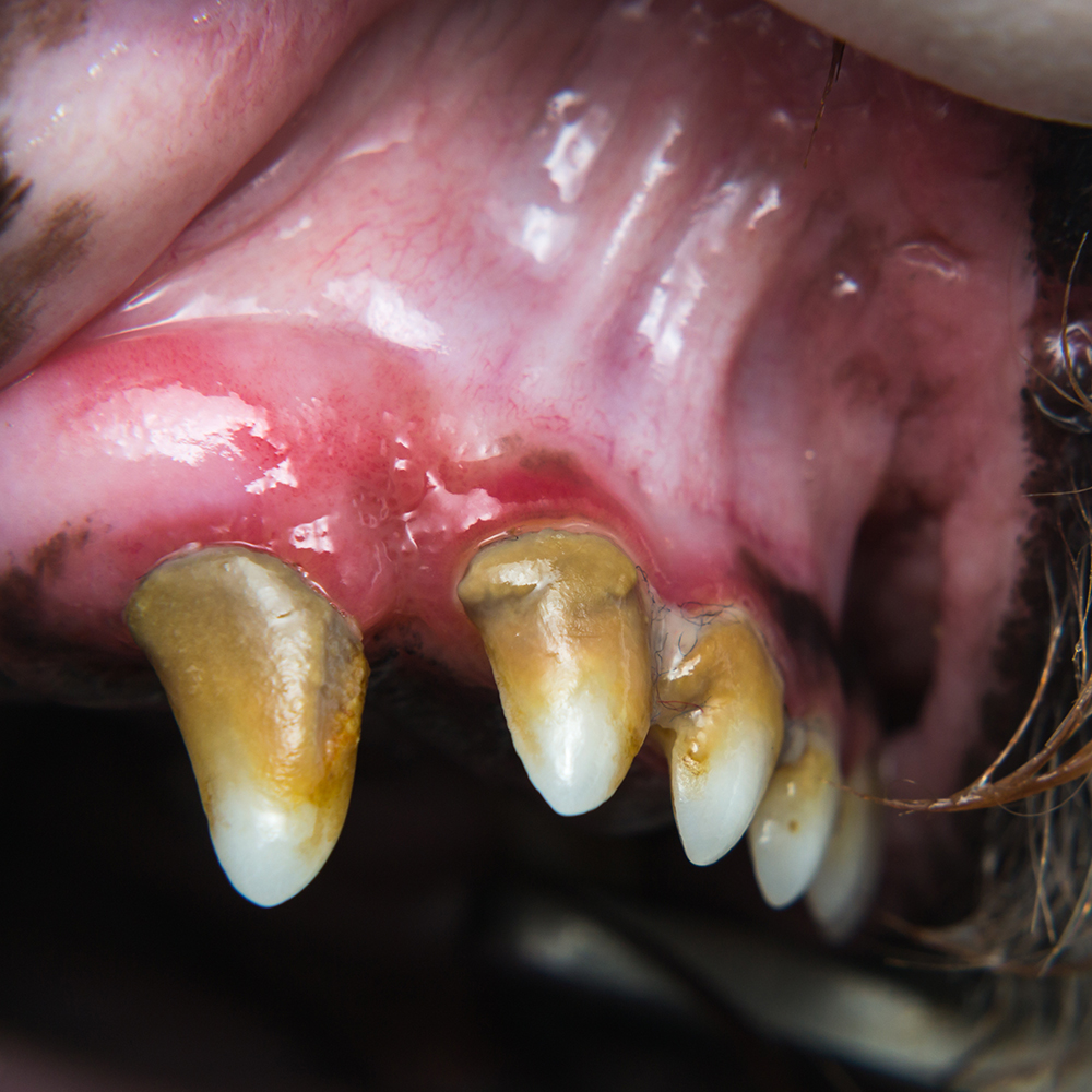 Tandvleesontsteking, gingivitis, bij hond - Aveve