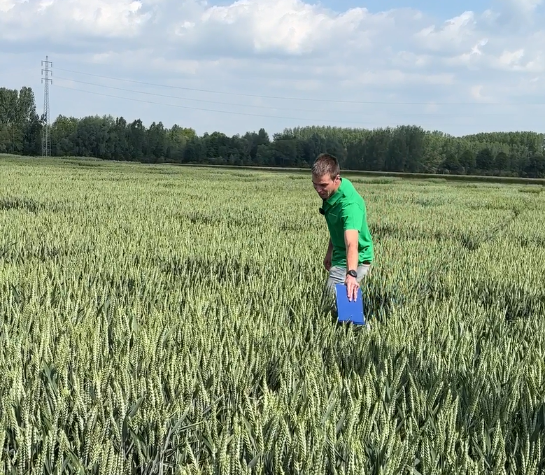 Bladmeststoffen in de granen - Koen Clerinx