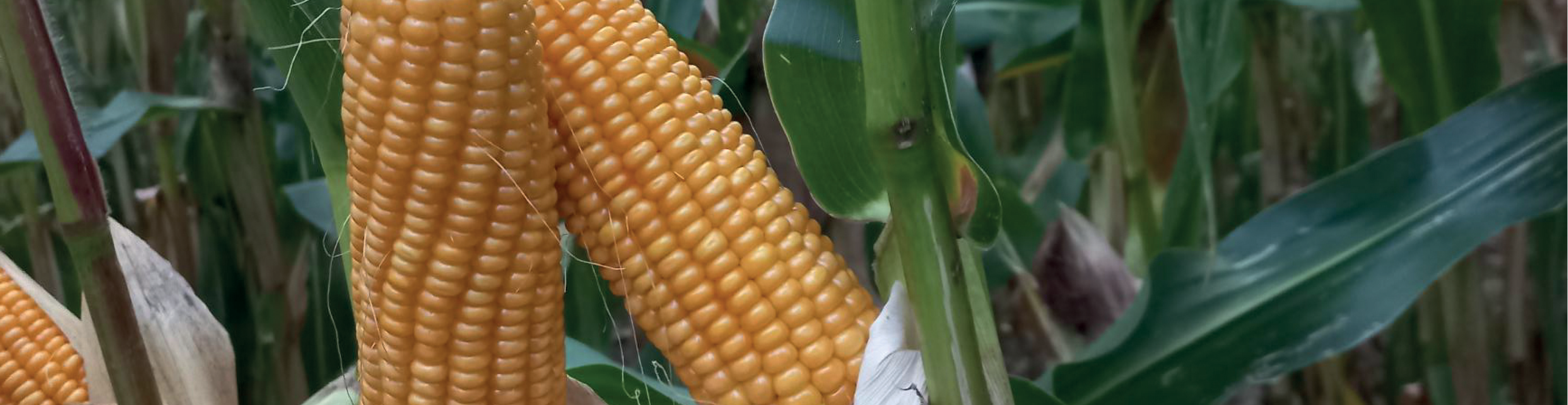 Drijfmestverbeteraar