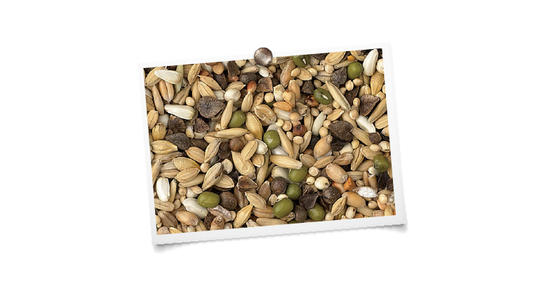 foto mengeling King Kiemzaad voor parkieten, grote parkieten en papegaaien