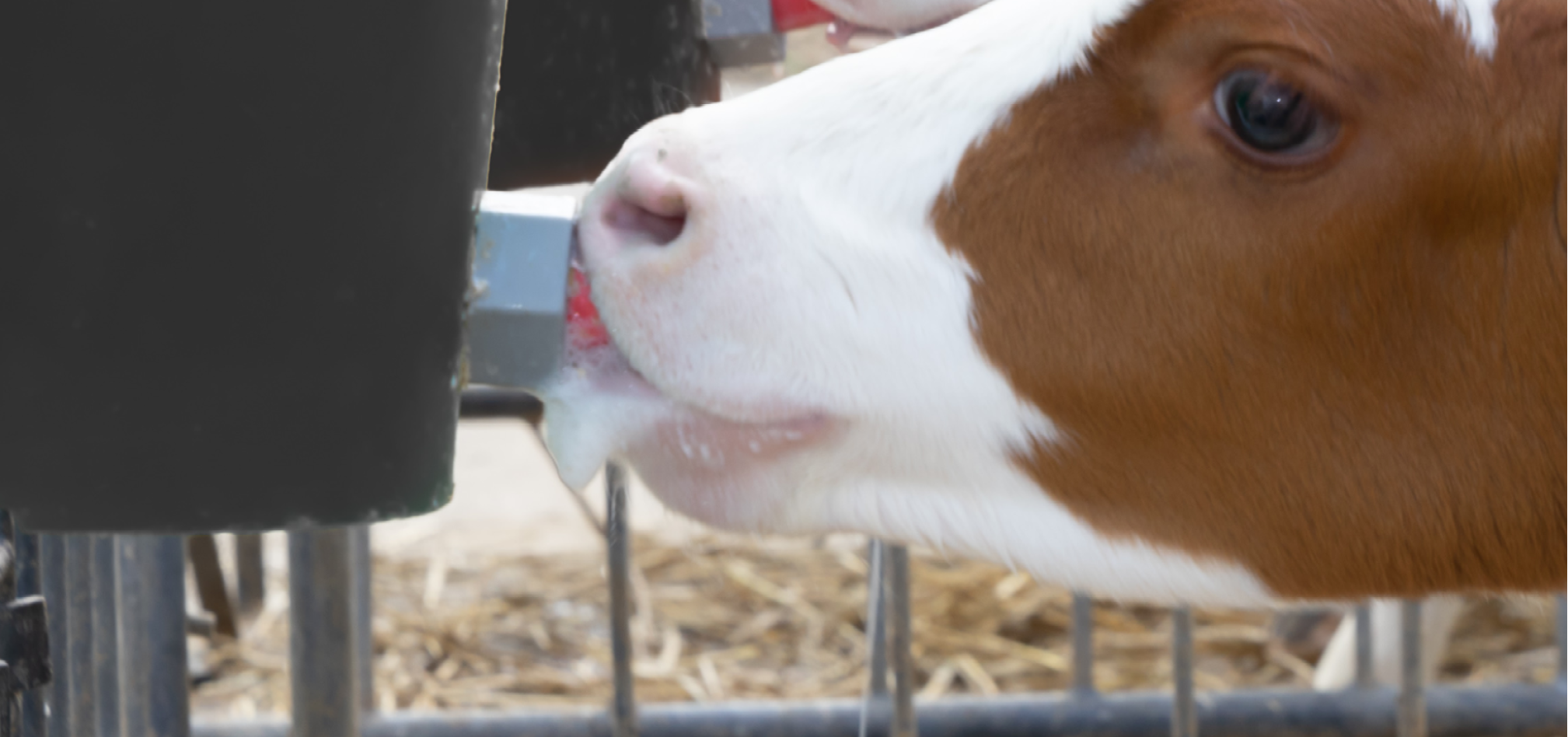 Melkpoeders 968x455px