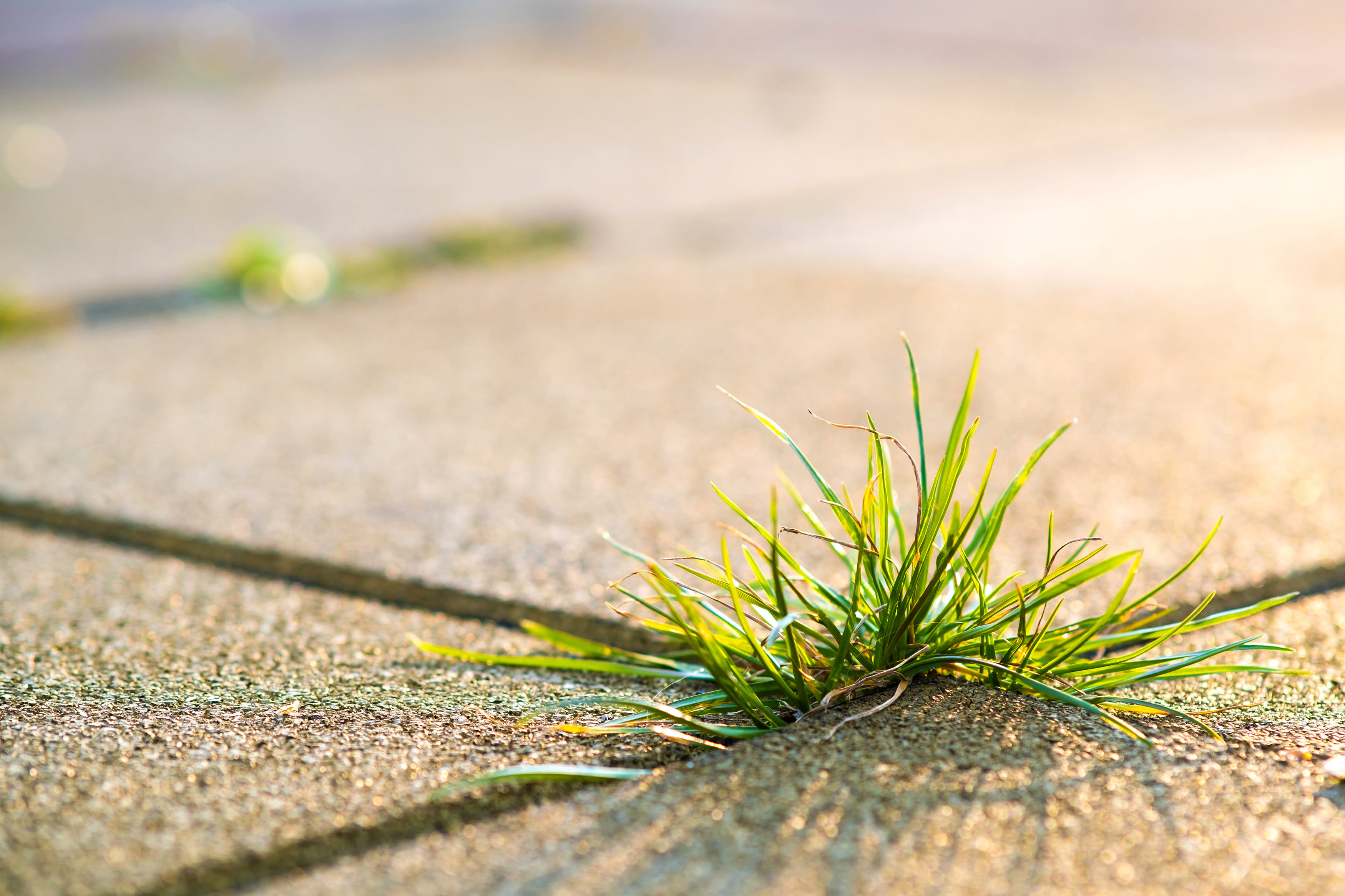 Alles voor je tuin aveve onkruidbranders