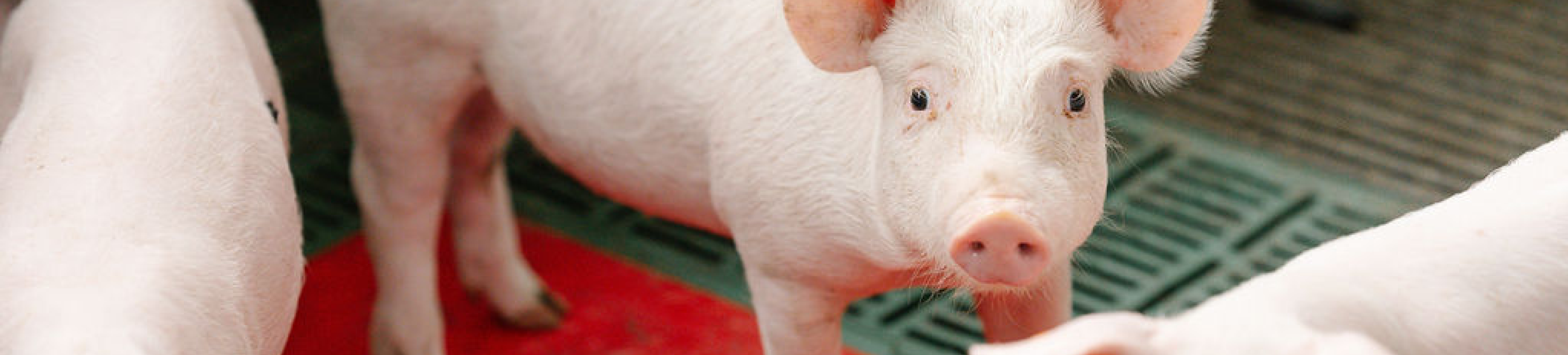 Varkens banner 1920x435px3