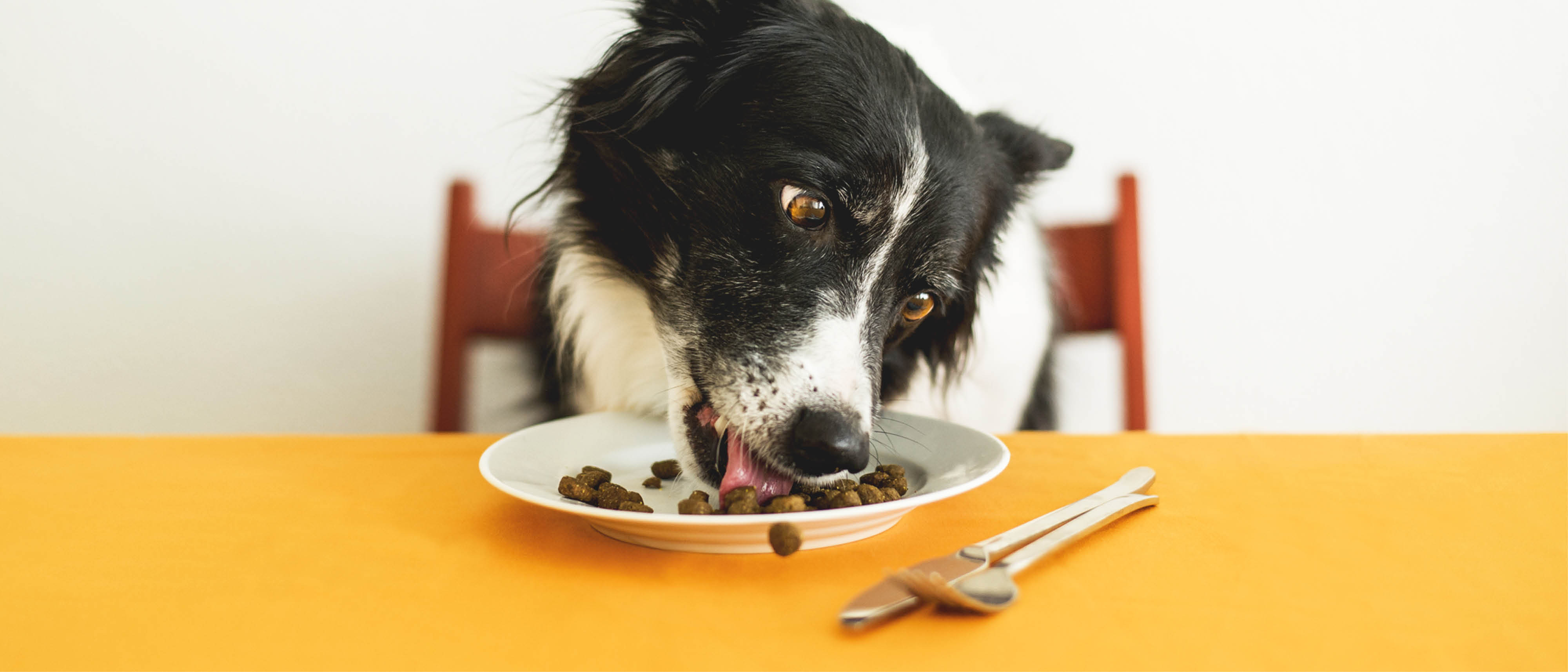 Banner Zo kies je het beste hondenvoer voor je hond