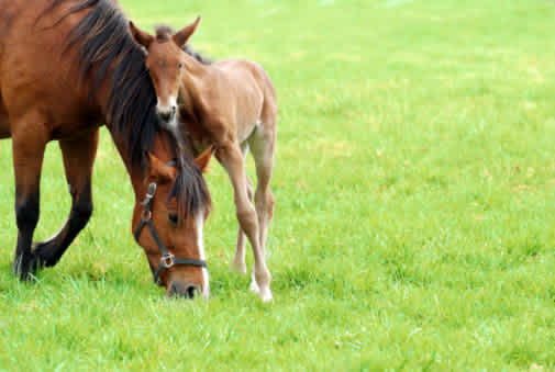 RTS Image Paarden fokkerij