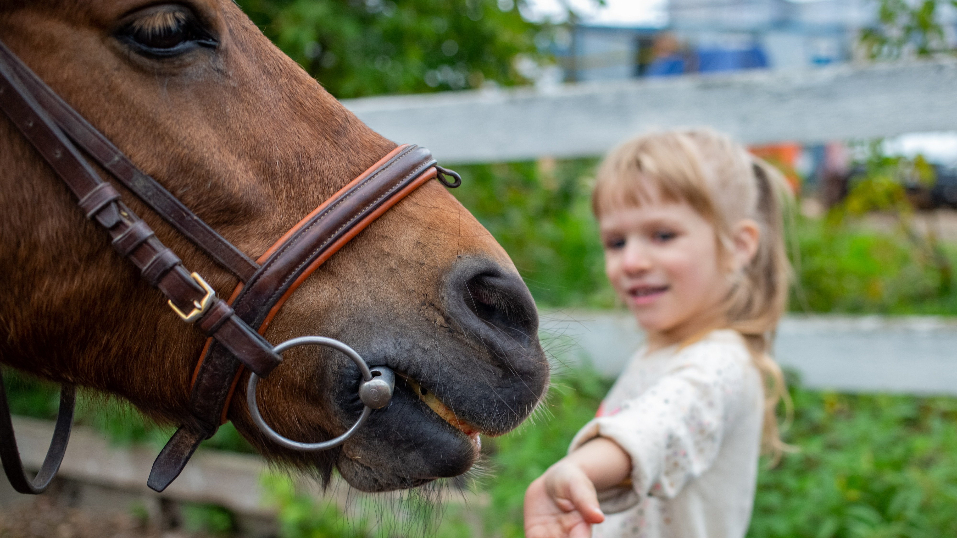 Alles voor paarden aveve voedingssupplementen