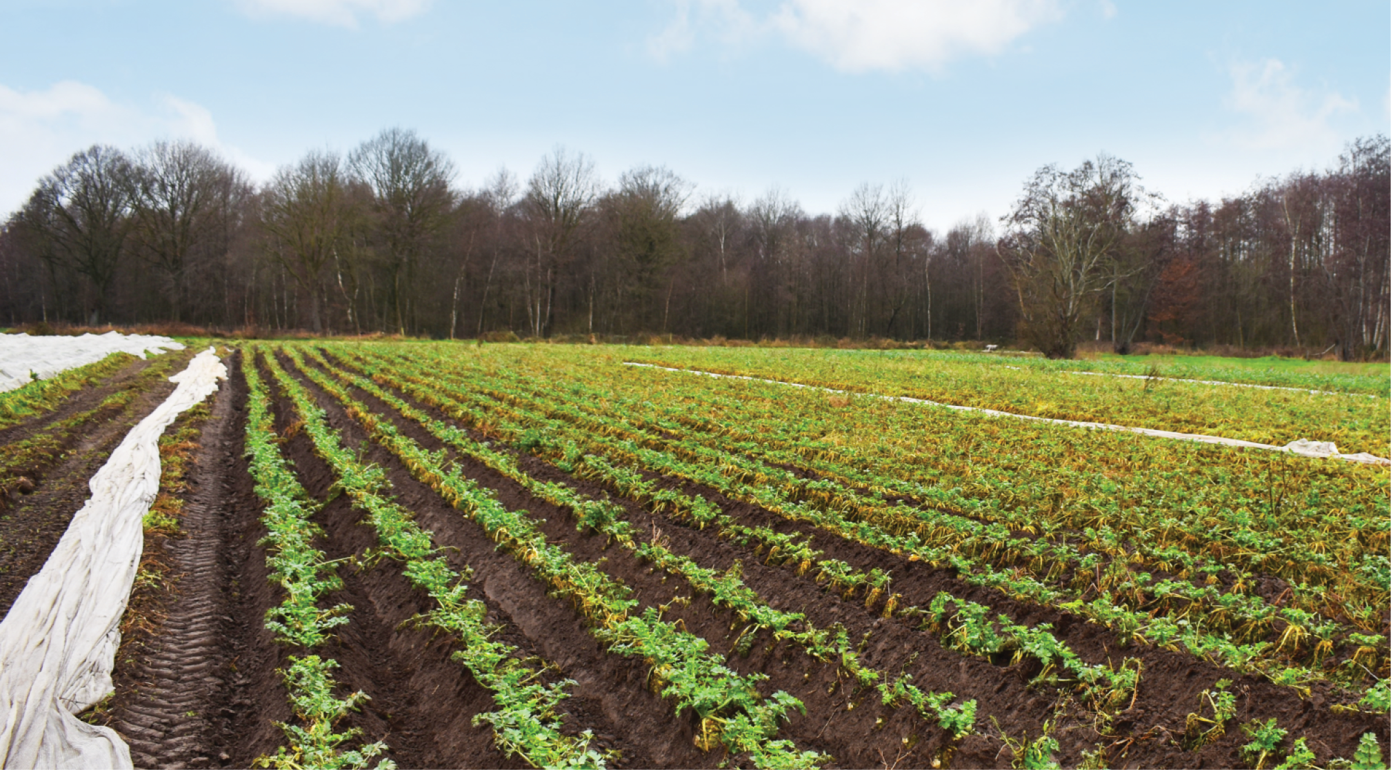 Sanac Céleri-rave 968x536px
