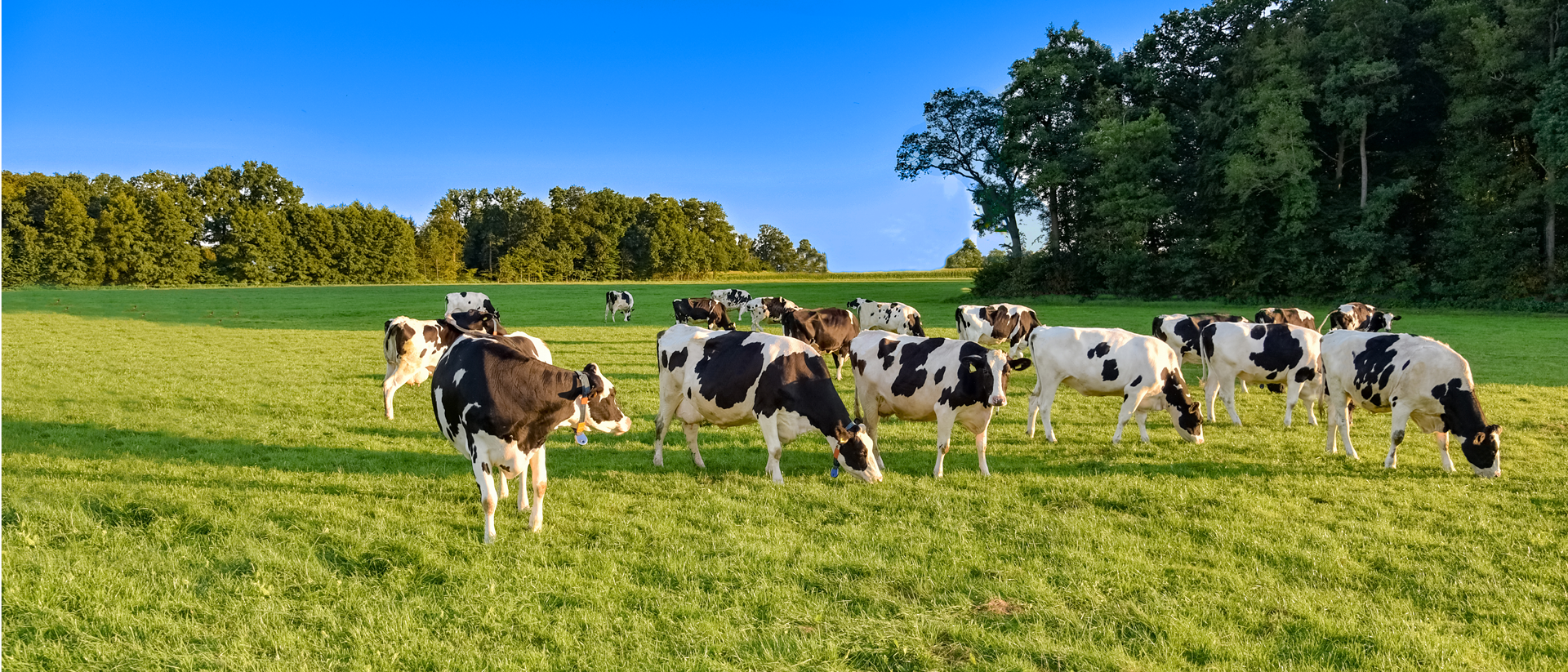 Homepage banner Veevoeding 1920x823px