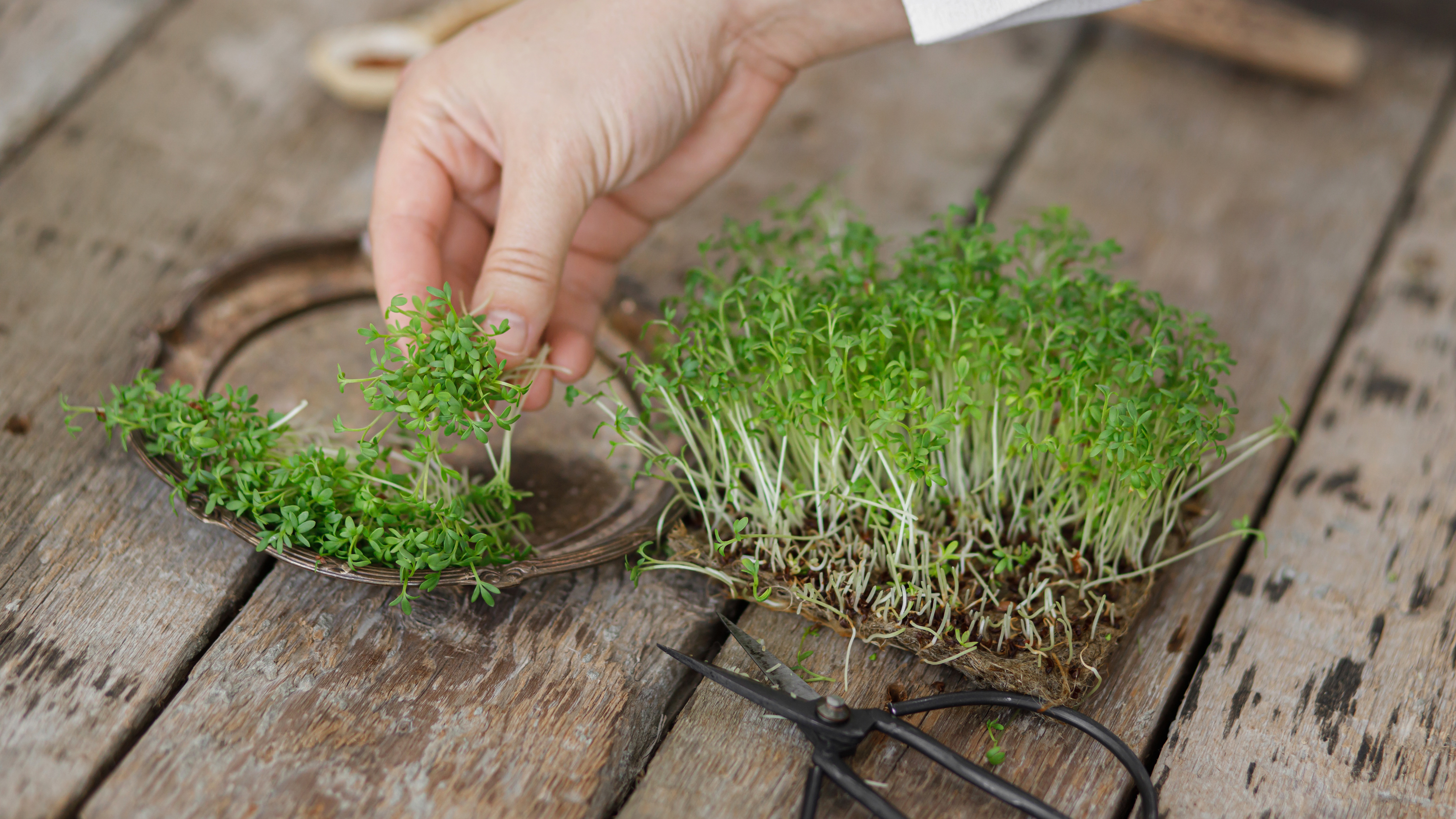 Image de germes de cresson - Aveve