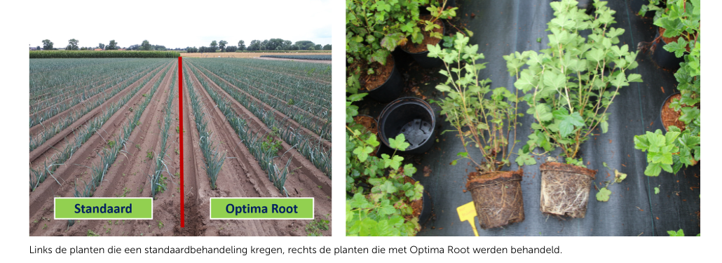 Optima Root: voor een sterker wortelgestel I1