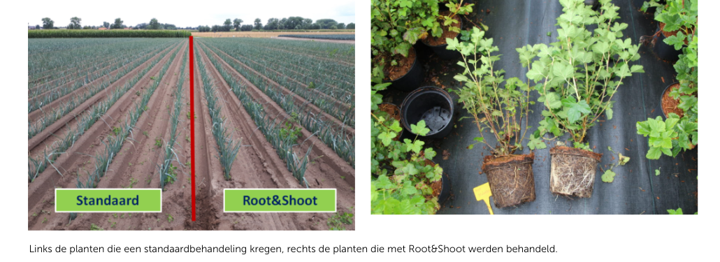 Optima Root: voor een sterker wortelgestel I1
