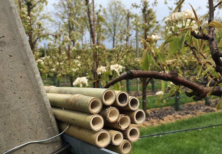 PredaSect House, schuil- en overwinteringsplaatsen