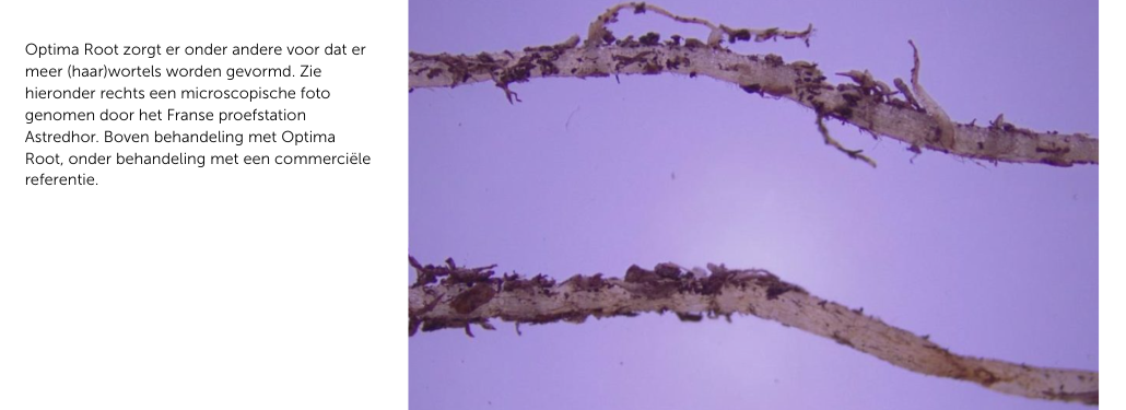 Optima Root: voor een sterker wortelgestel I2