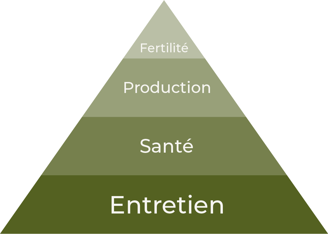 illustration insemination vache laitière